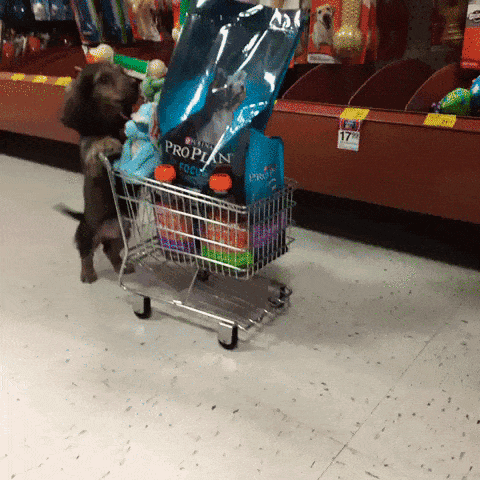 Dog shopping Dog shopping