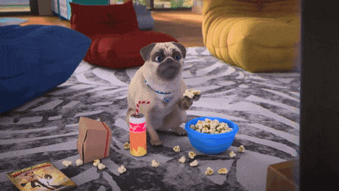 Dog watching tv and eating popcorn Dog watching tv and eating popcorn